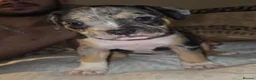 Mixed Breed dogs for sale: Fraffies *staff/frenchie* - Advert 14