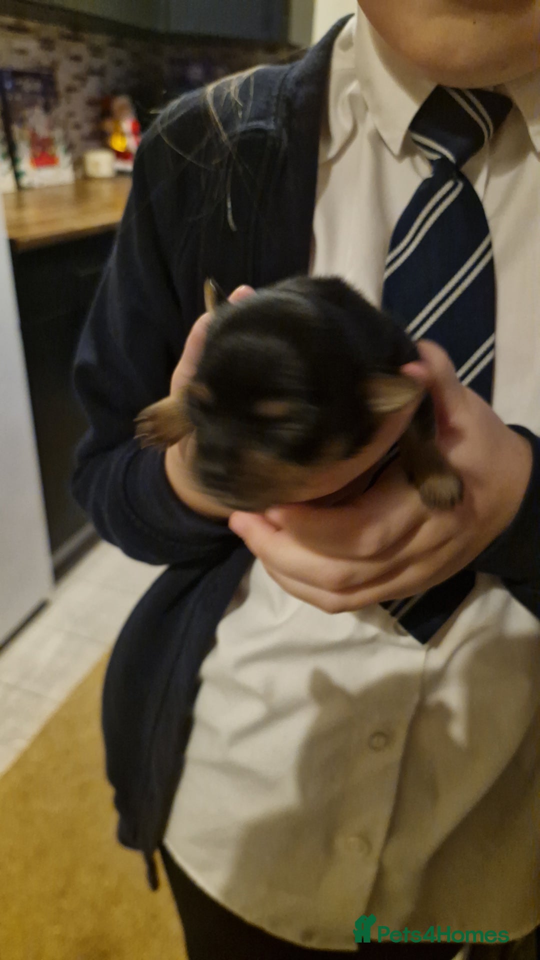 Chorkie dogs for sale: Yorkies cross chihuahua  - Advert 5