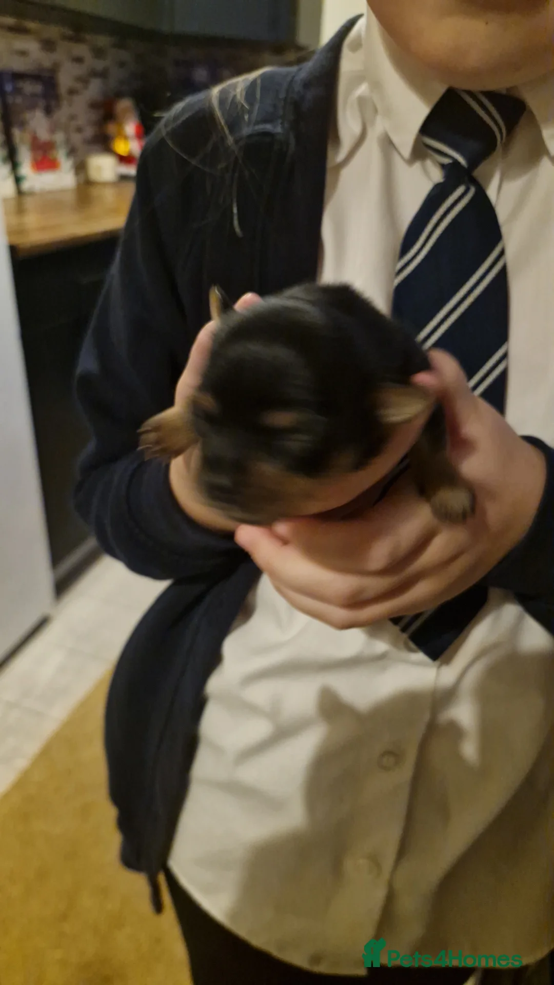 Chorkie dogs for sale: Yorkies cross chihuahua  - Advert 5