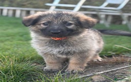 German Shepherd dogs for sale: German shepherd pups  - Image 14