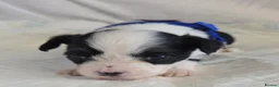 Chinese Crested dogs for sale: Pure Chinese Crested Puppies - Advert 17
