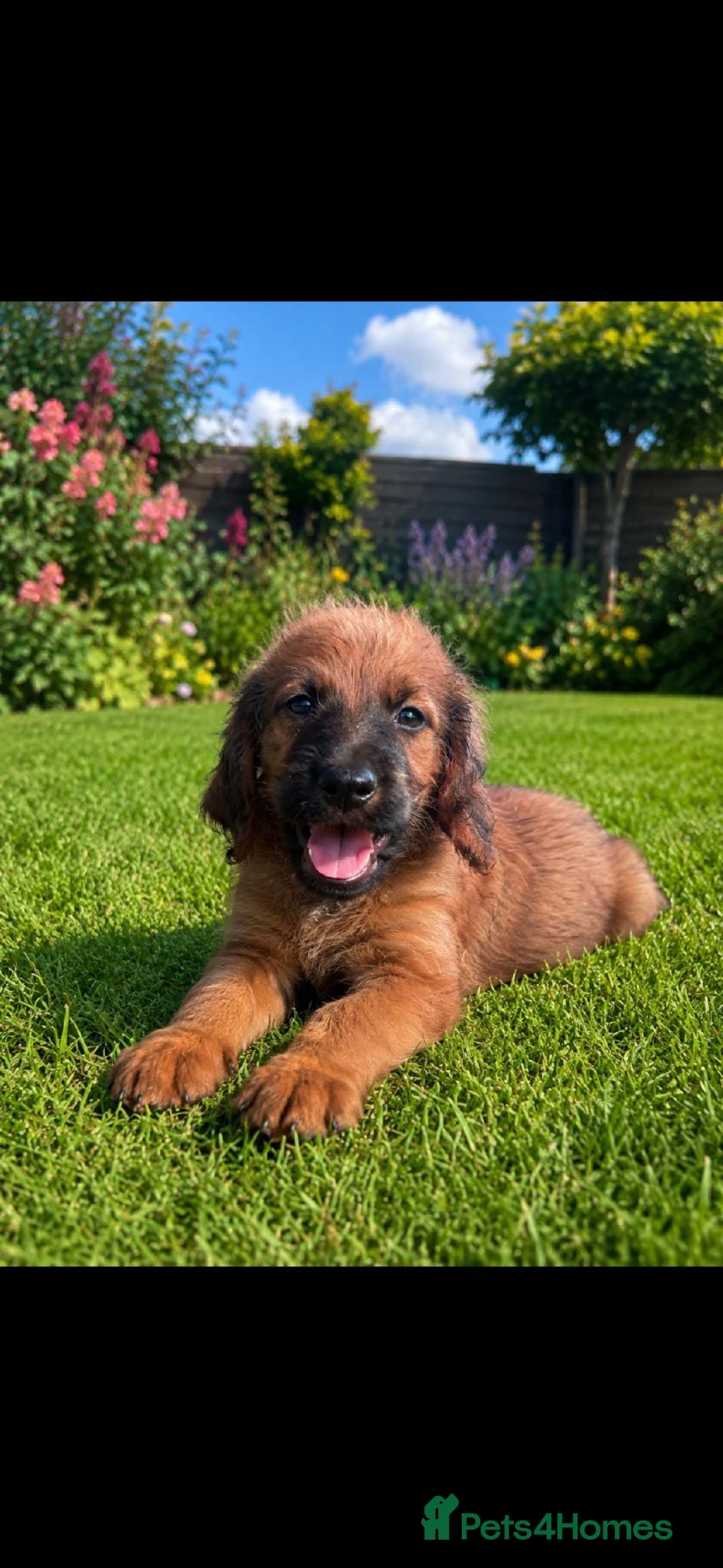 Saint Berdoodle dogs F1B SAINT BERNADOODLE LAST TWO FOR SALE - Advert 1
