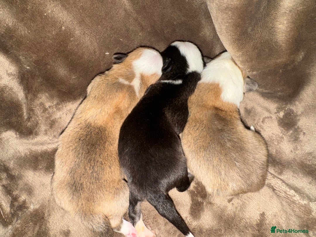 Welsh Corgi Pembroke dogs for sale: Stunning litter of Pembroke corgi puppies - Advert 2