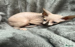 Sphynx cats for sale: TICA Reg Sphynx Kittens, Extensive Genetic Testing - Image 5