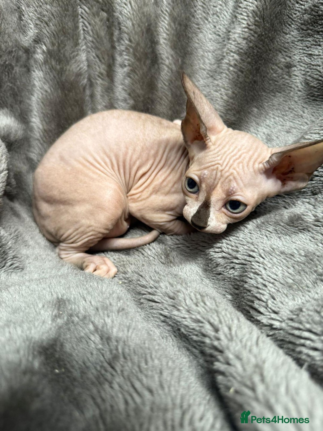 Sphynx cats for sale: TICA Reg Sphynx Kittens, Extensive Genetic Testing - Image 5