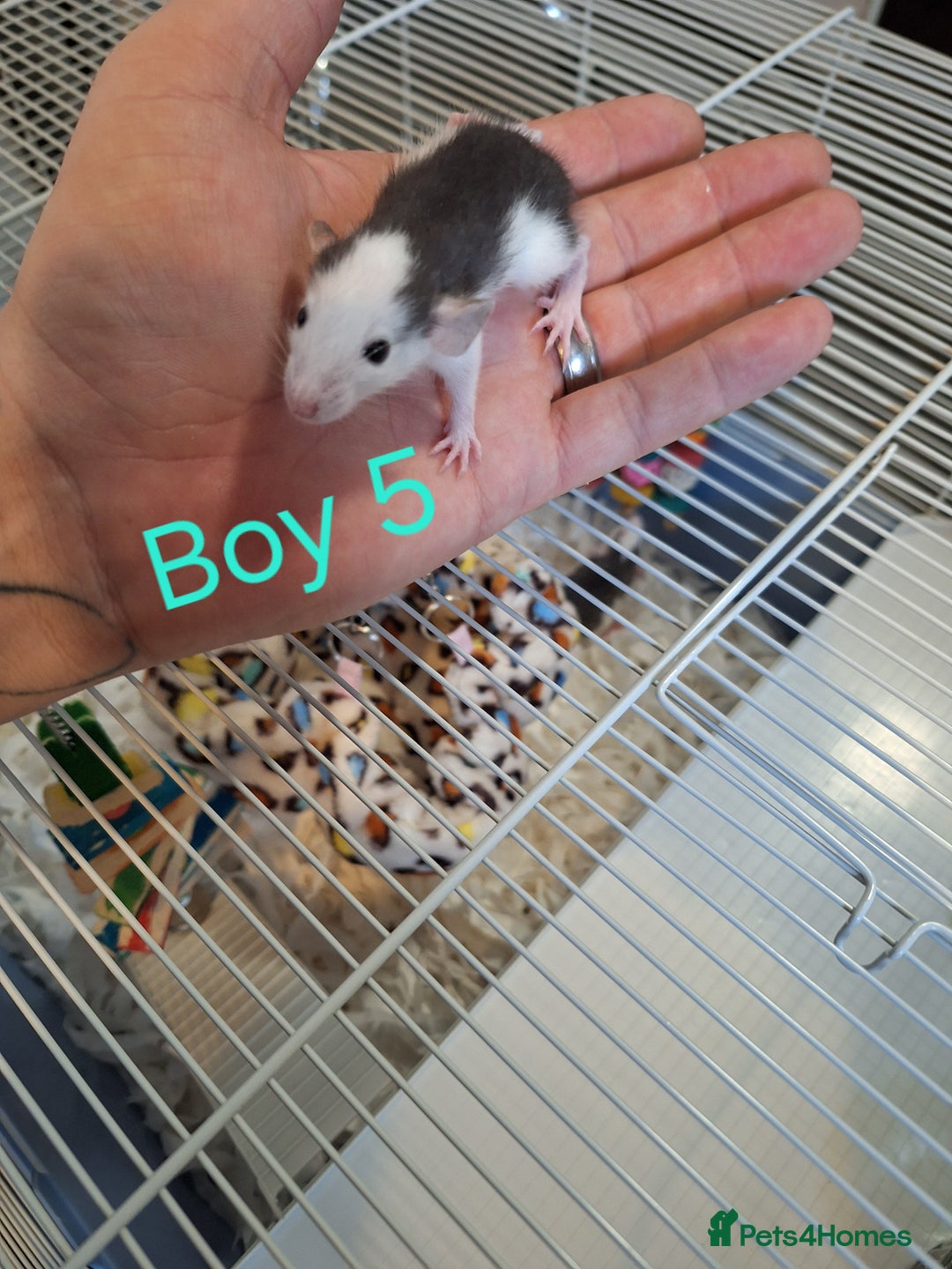 Rat rodents for sale: Baby Dumbo Rats  - Advert 5