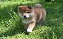 Japanese Shiba Inu dogs for sale: Beautiful Japanese Shiba Inu Puppies - Image 3