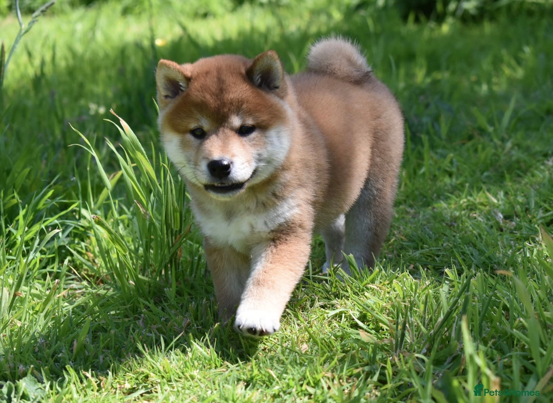 Japanese Shiba Inu dogs for sale: Beautiful Japanese Shiba Inu Puppies - Image 3
