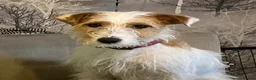 Mixed Breed dogs for sale: Jackapoo (Parsons) pups for sale - Advert 14