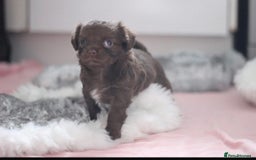 Chihuahua dogs for sale: 💙🐾🐶KC registered long coat boy (reserved)🐾 💙  - Image 1
