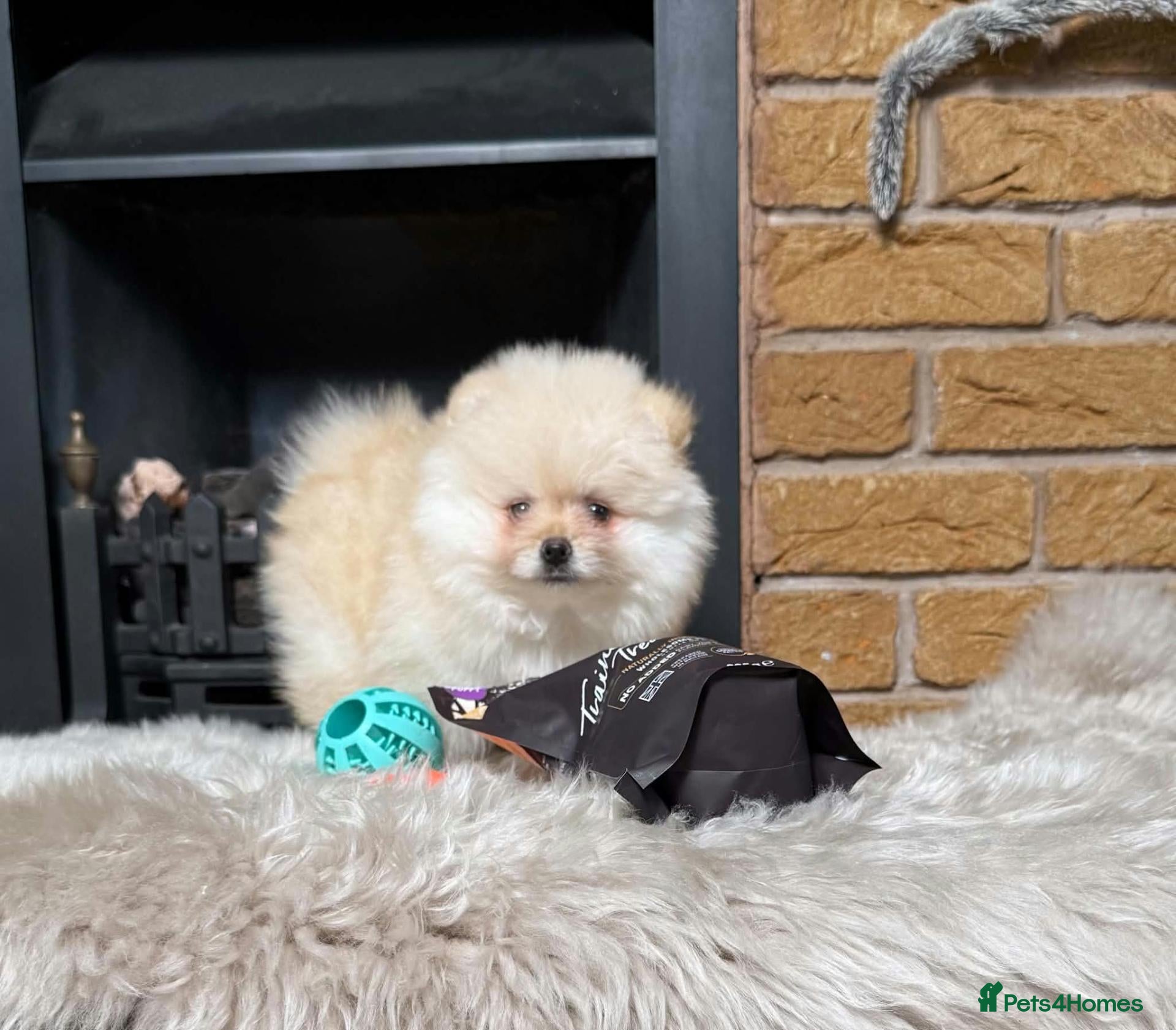Pomeranian dogs for sale: Cream&orange sable Teddy Bear Pomeranian Puppies - Advert 1