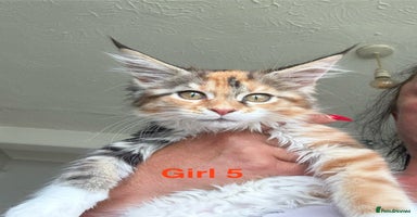 Maine Coon cats - Advert 9