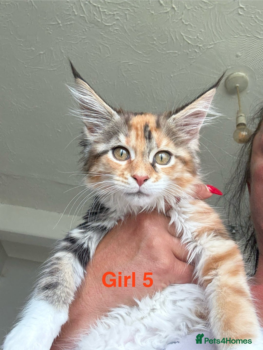 Maine Coon cats for sale: Beautiful Mainecoon Kittens x5 - Image 2