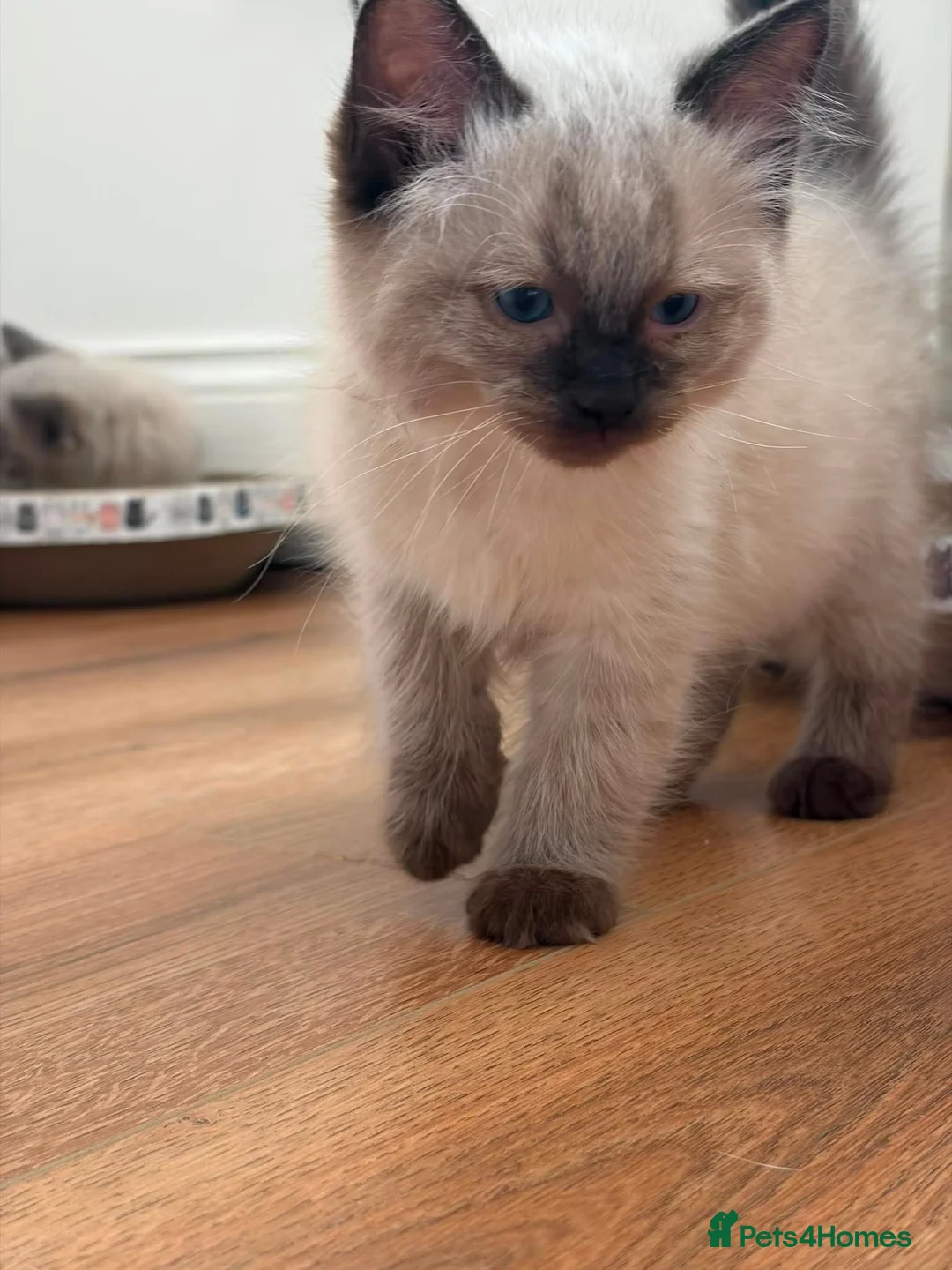 Ragdoll cats for sale: Ragdoll kittens ready now - Advert 2