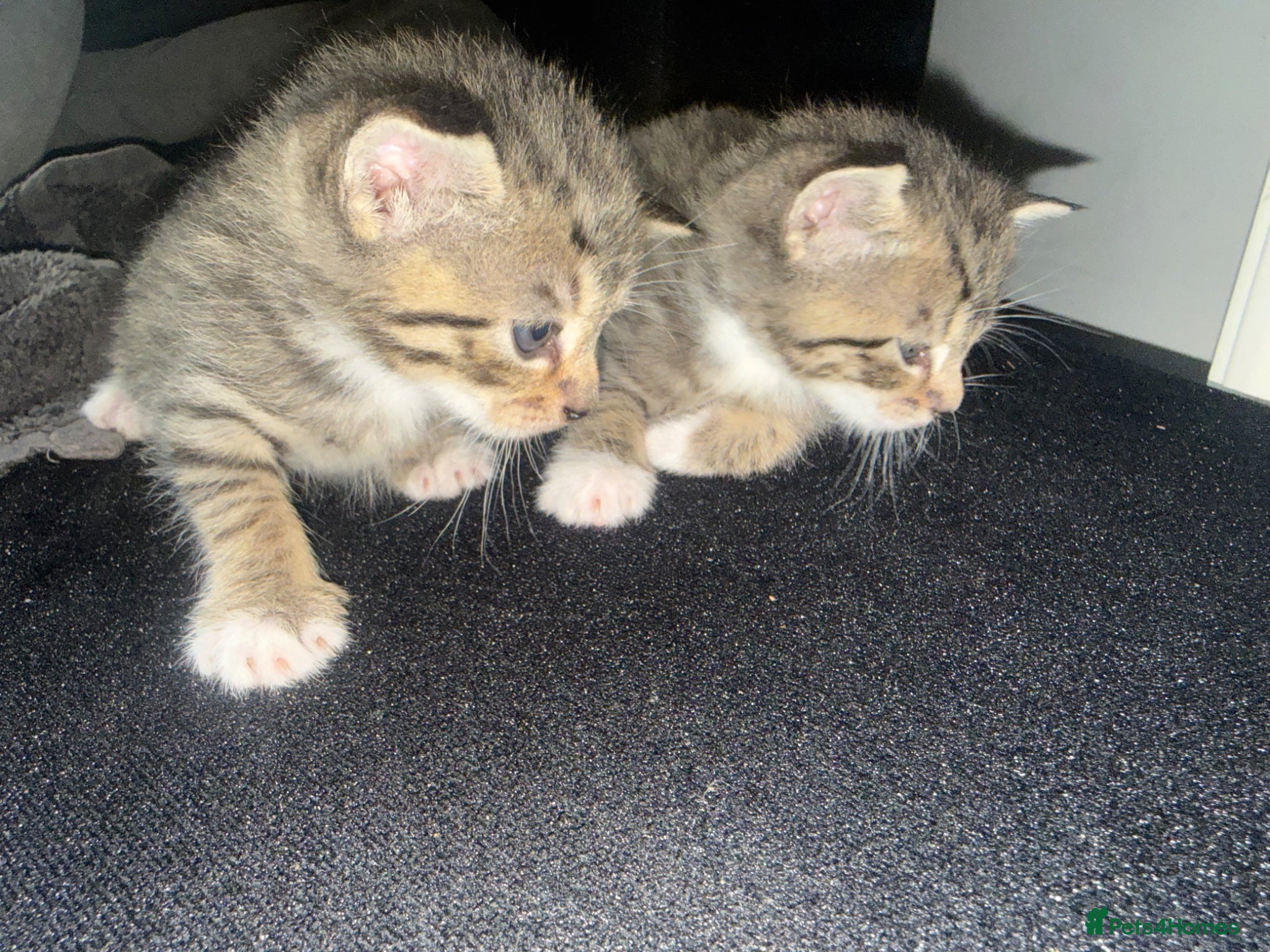 British Shorthair cats     2 Adorable Male Domestic Shorthair Kittens. - Advert 2