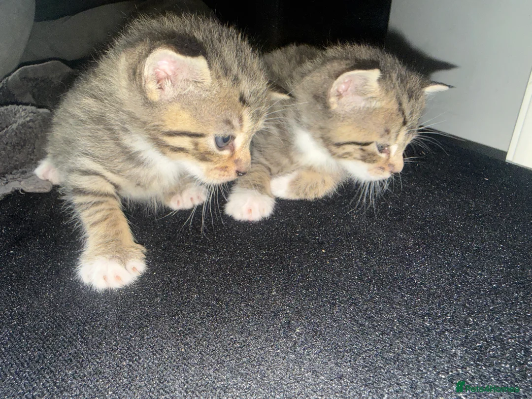 British Shorthair cats for sale:     2 Adorable Male Domestic Shorthair Kittens. - Advert 1