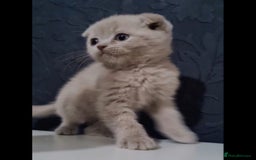 Scottish Fold cats for sale: Last beautiful kitten reduced  - Image 5