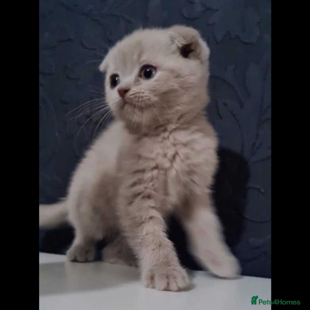 Scottish Fold cats for sale: Last beautiful kitten reduced  - Image 5