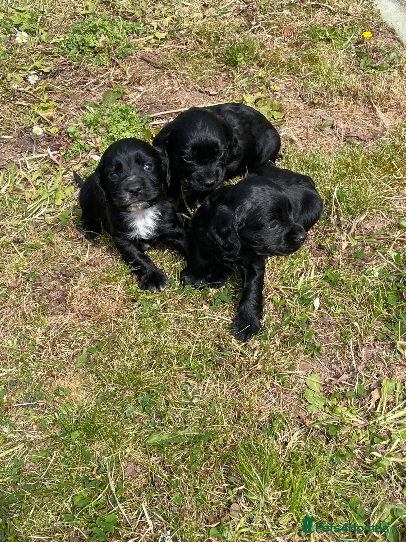 Cocker Spaniel dogs Full breed cocker spaniels puppies  - Advert 14