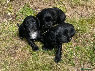 Cocker Spaniel dogs Full breed cocker spaniels puppies - Advert 1