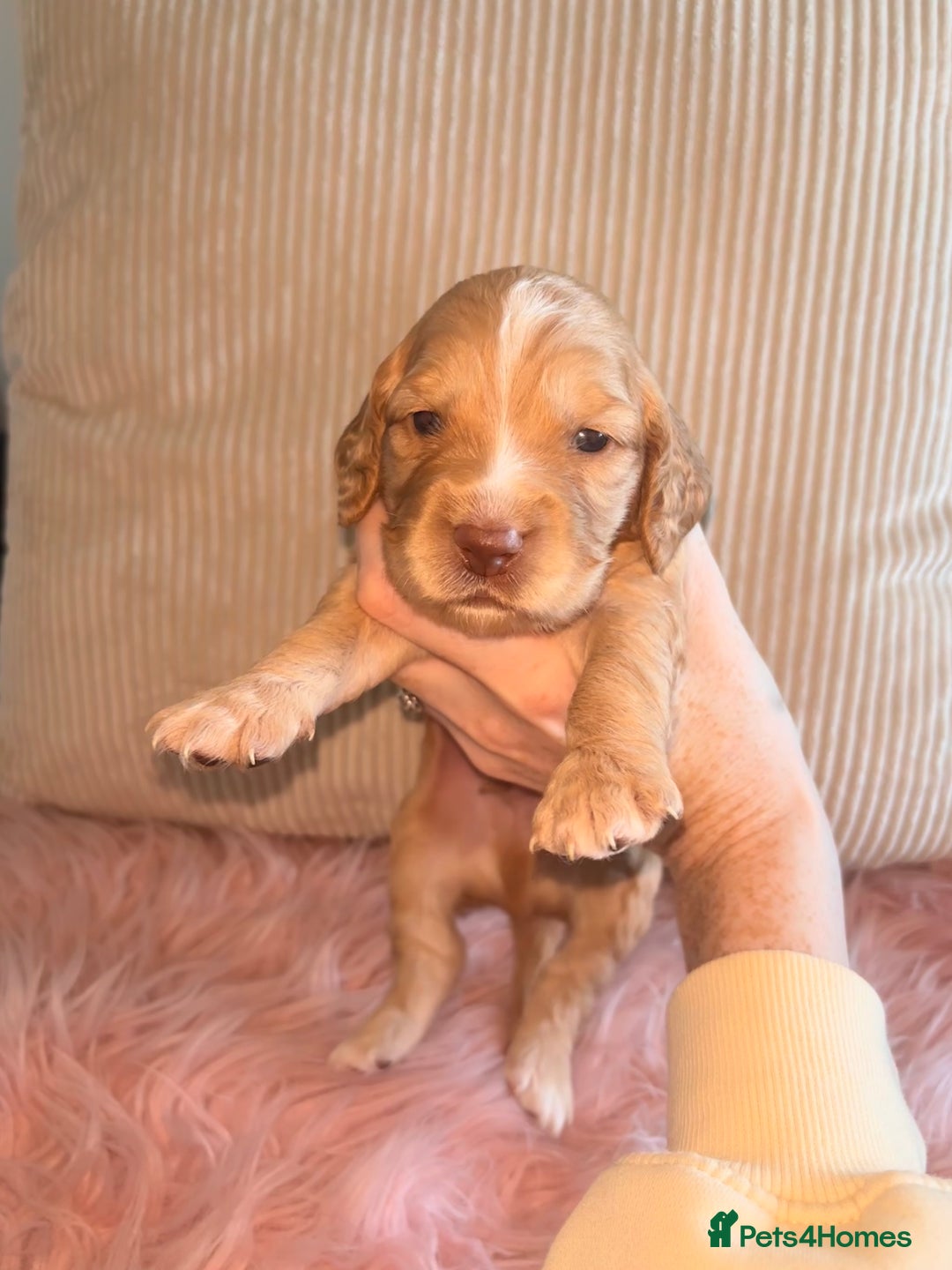 Cocker Spaniel dogs for sale: Beautiful Cocker Spaniel Puppy’s  - Advert 4