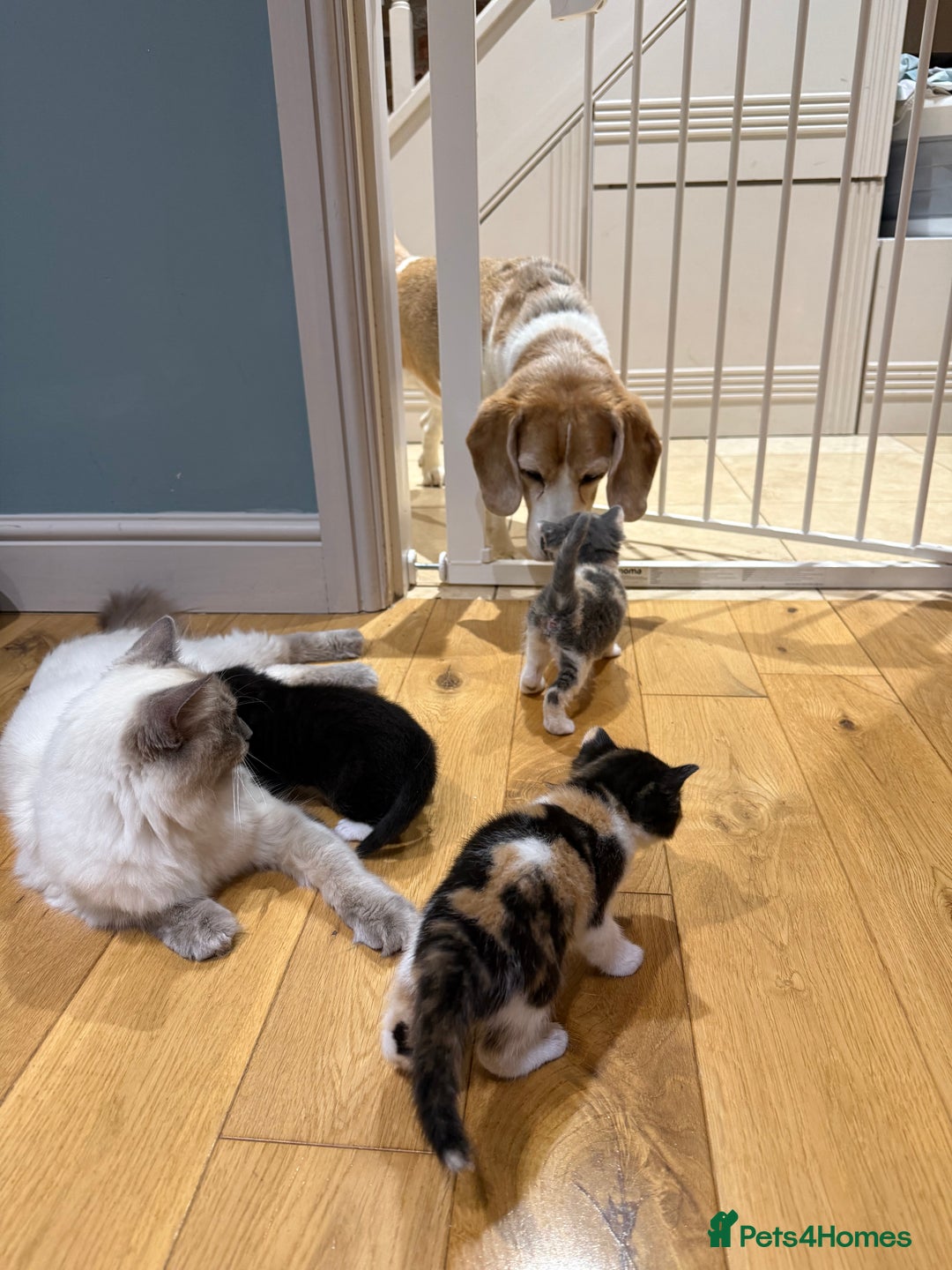 Ragdoll cats for sale: Ragdoll Cross Kittens for sale  - Image 6