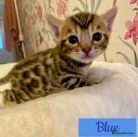 Bengal cats Beautiful Bengal Kittens - Advert 1