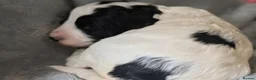 Cockapoo dogs for stud: 🐾 Cockapoo Stud Available – Healthy & Friendly🐾 - Advert 19