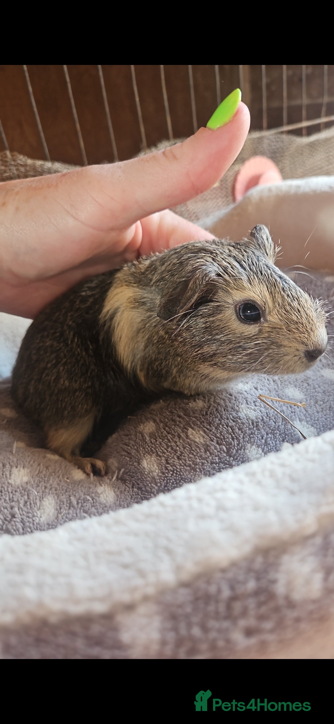 Guinea Pig rodents for sale: Baby girl guinea pig ready now - Image 1