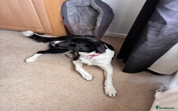 Border Collie dogs for sale: Female border collie  - Image 2
