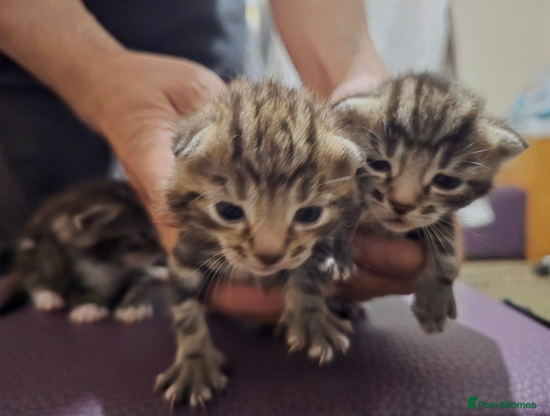 Bengal cats for sale: 4 Beautiful Bengal Kittens For Sale - Image 5