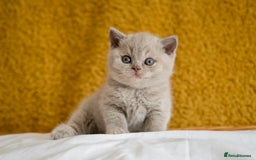 British Shorthair cats for sale: Stunning British Shorthair kittens - rare colours - Image 20