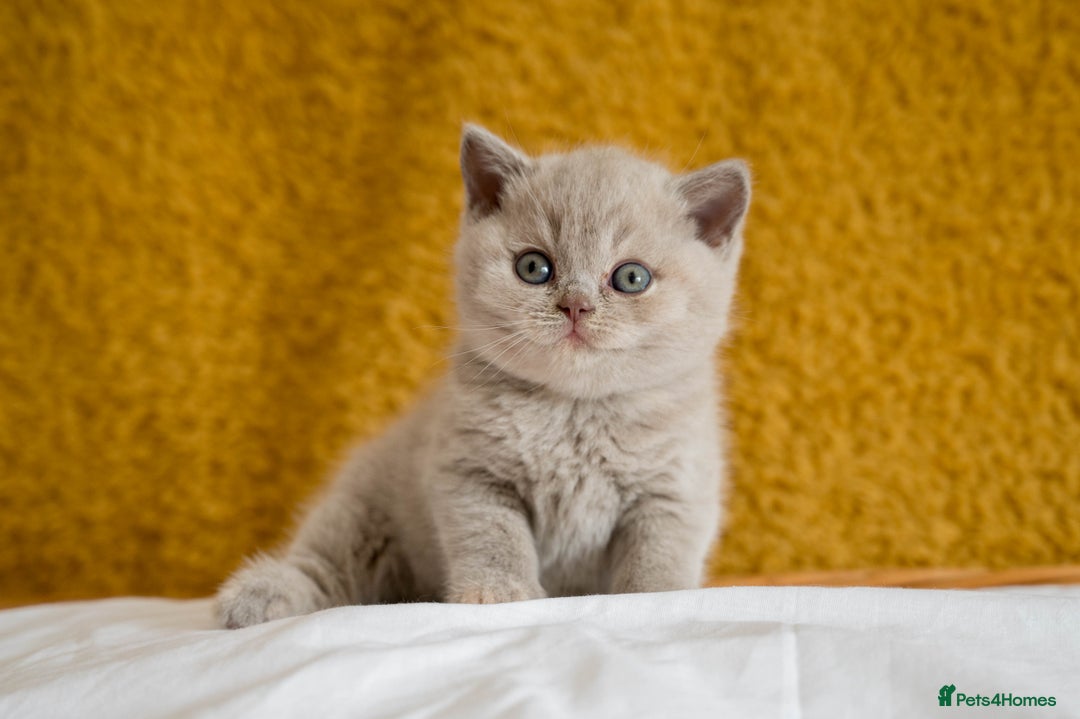 British Shorthair cats for sale: Stunning British Shorthair kittens - rare colours - Image 20