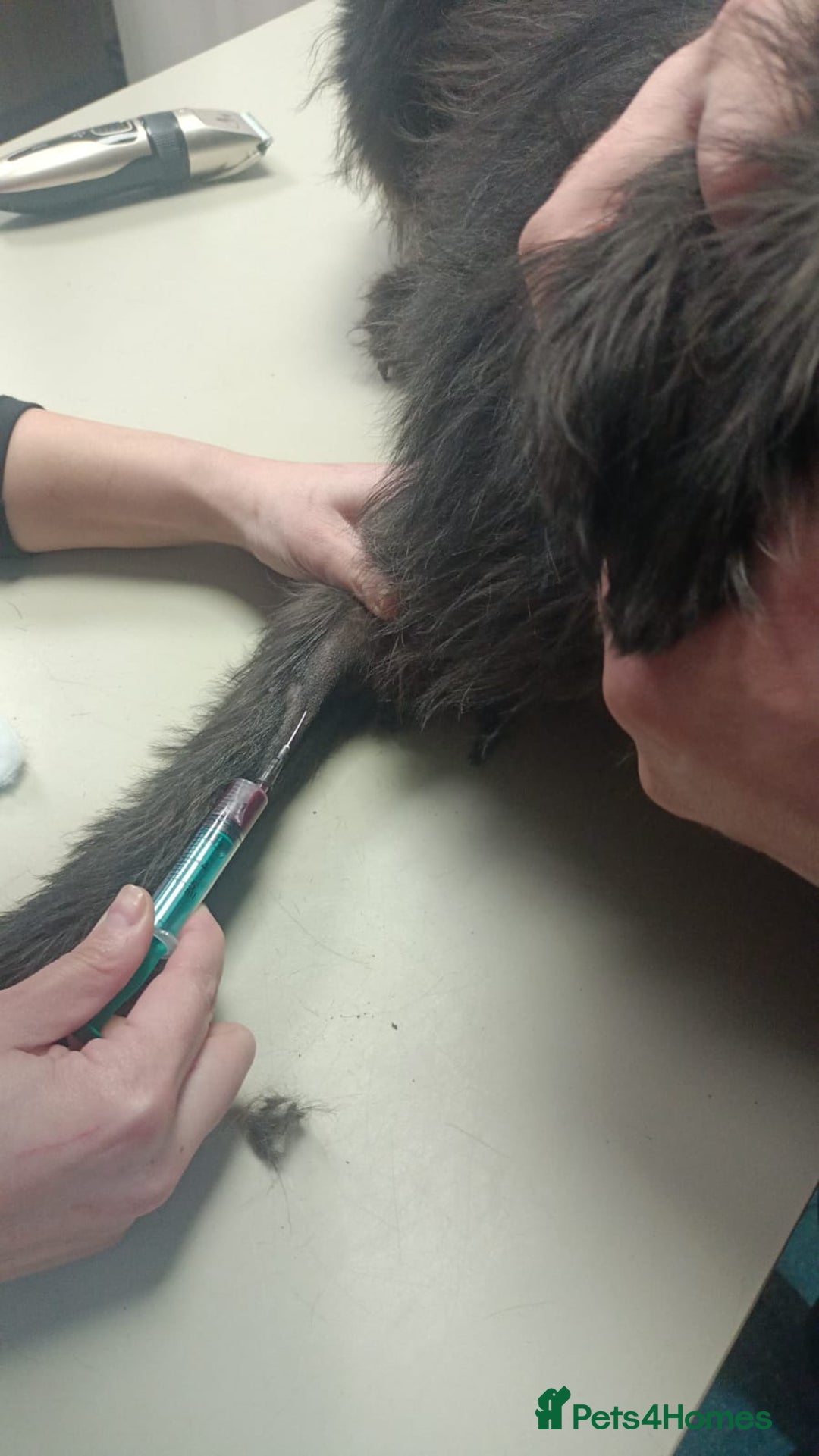 Mixed Breed dogs for adoption: ROCKY – Gentle, Resilient & Ready for Love 🐾 - Advert 7