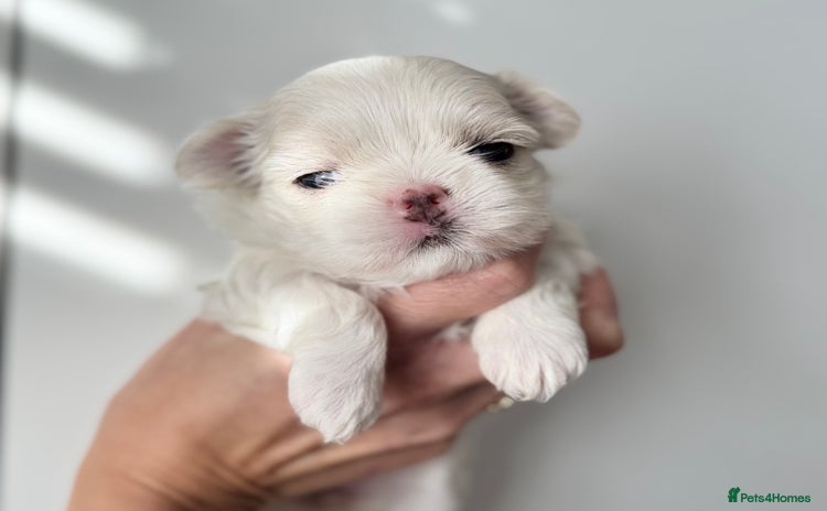 Maltese dogs 🩷Exquisite Full Korean Maltese Puppies🩵 - Advert 3