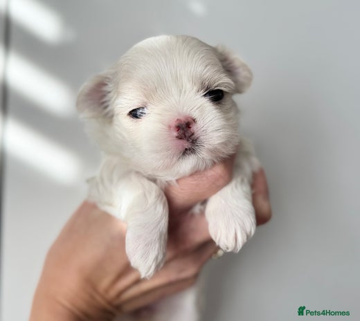 Maltese dogs 🩷Exquisite Full Korean Maltese Puppies🩵 - Advert 3