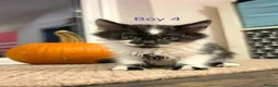 Mixed Breed cats for sale: ​🐾 6 Beautiful Kittens ready to go 💙🩷 - Advert 4