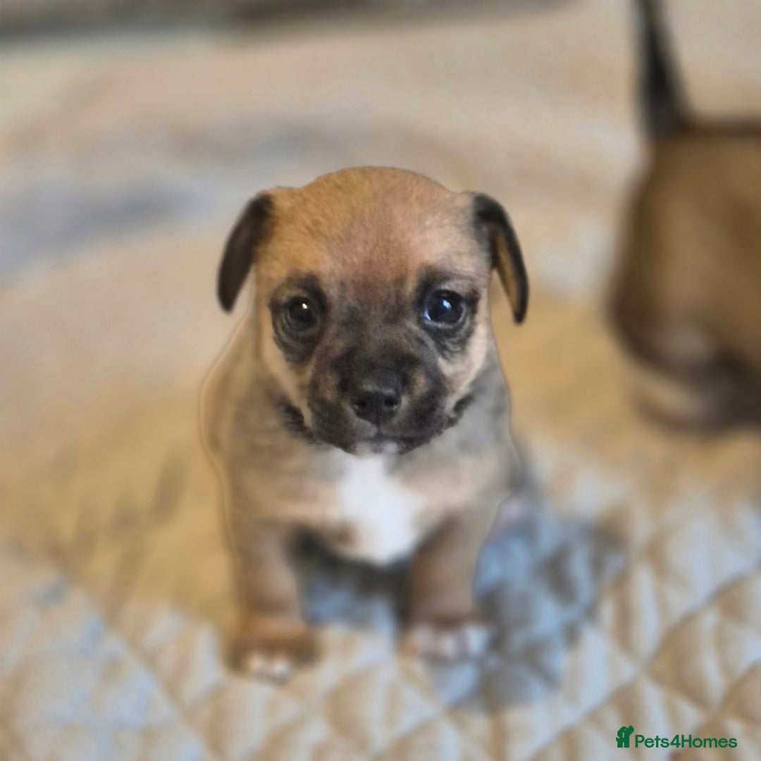 Mixed Breed dogs for sale: Jack chi puppies - Image 6