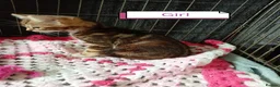 Bengal cats for sale: Bengal Cross kittens  - Advert 27