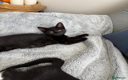 Mixed Breed cats for sale: 3 playful girls  - Image 3