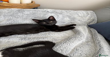 Mixed Breed cats - Advert 4