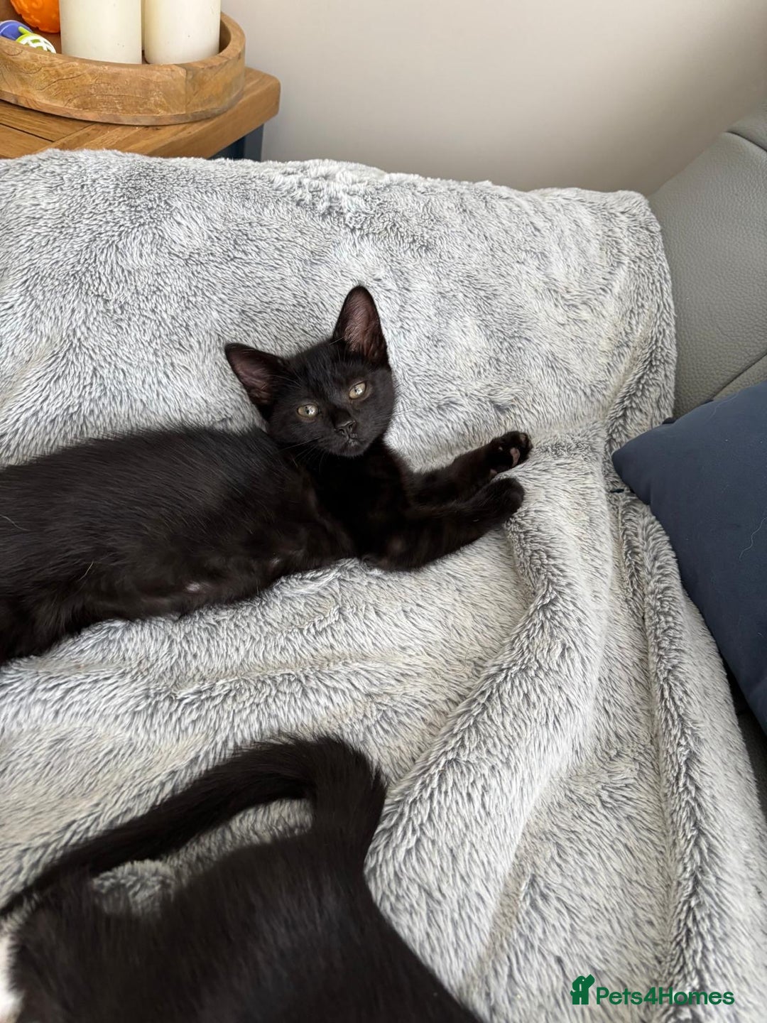 Mixed Breed cats for sale: 3 playful girls  - Image 3
