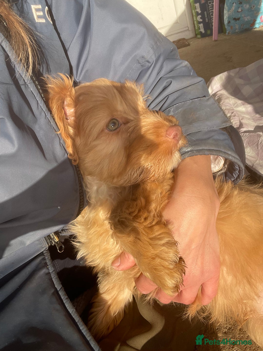 Cockapoo dogs for sale: Cockapoo puppies  - Advert 4