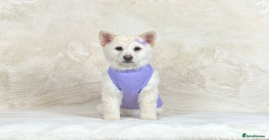 Mixed Breed dogs Beautiful Platinum female chowsky puppy for sale - Advert 1