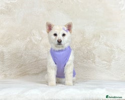 Mixed Breed dogs Beautiful Platinum female chowsky puppy for sale - Advert 1