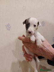 Whippet Puppy 7