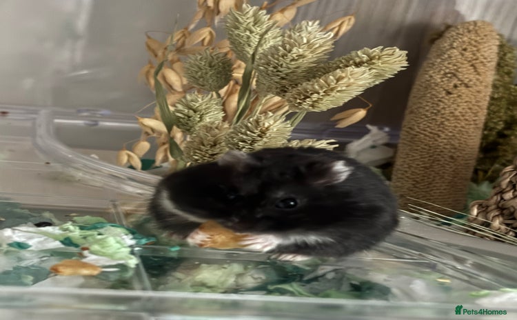 Hamster rodents - Advert 2