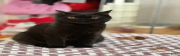 British Shorthair cats for sale: Adorable BSH Kitten Looking for a Loving Home - Advert 3
