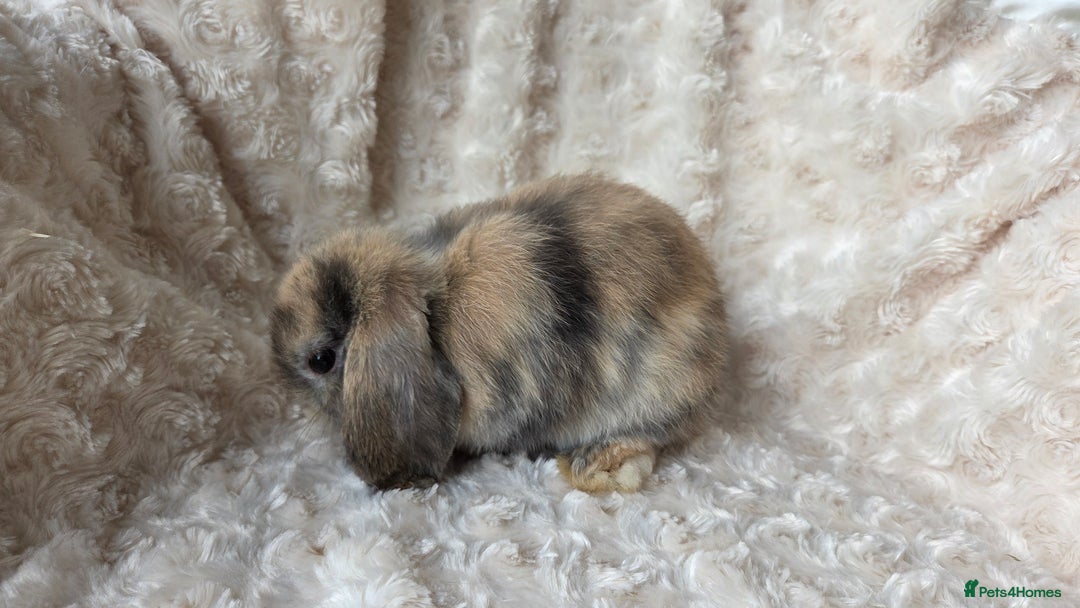 Mini Lop rabbits for sale: Pure Bred Mini Lop Baby Rabbits - Image 8