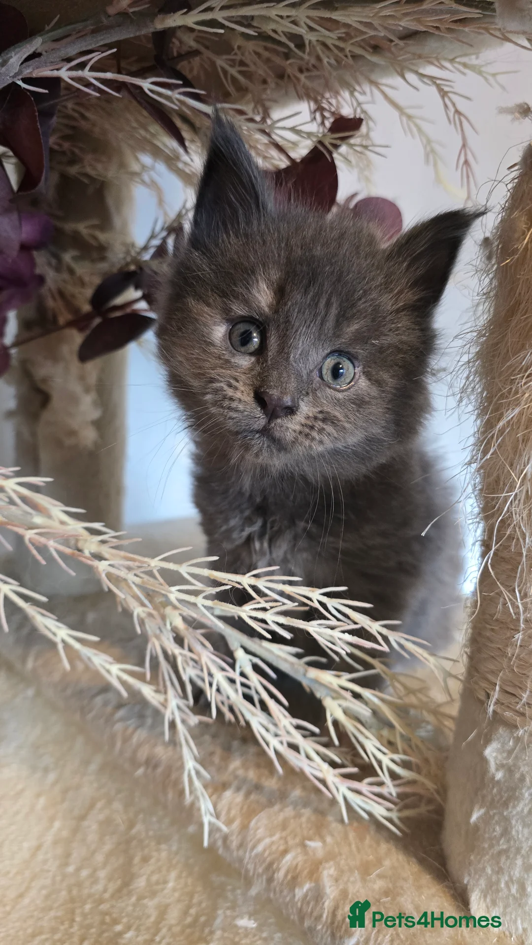 Maine Coon cats for sale: TICA REG MAINECOONS  - Advert 11